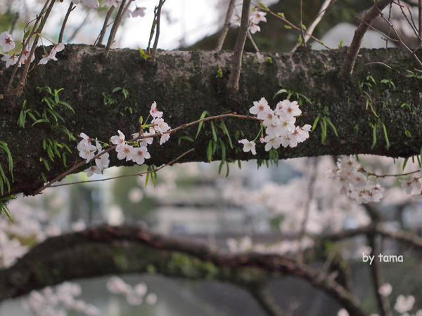 ちょっと様子を見に♪　駿府公園の桜　昨日今日