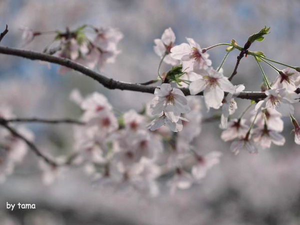 ちょっと様子を見に♪　駿府公園の桜　昨日今日