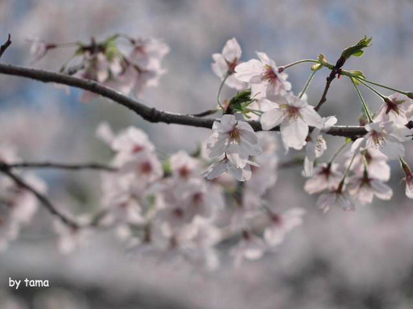 ちょっと様子を見に♪ 駿府公園の桜 2014 3月31日 ちょっと様子を見に♪ 駿府公園の桜 2014 3月31日
