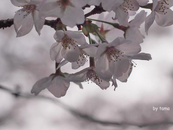 ちょっと様子を見に♪　駿府公園の桜　昨日今日