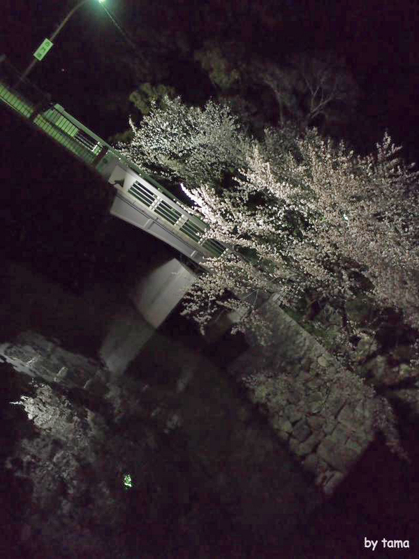 ちょっと様子を見に♪ 駿府公園の桜 2014 3月31日 ちょっと様子を見に♪ 駿府公園の桜 2014 3月31日