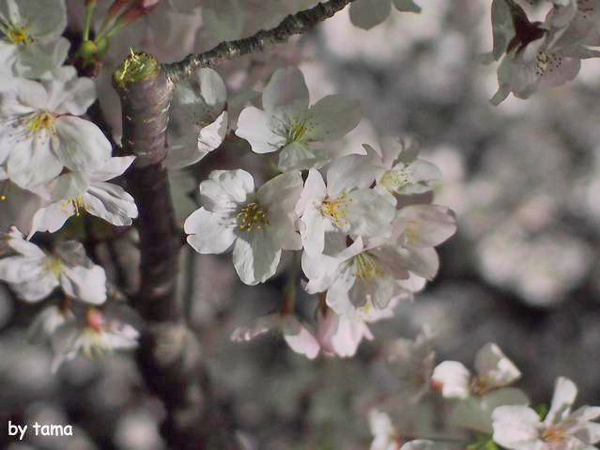 ちょっと様子を見に♪　駿府公園の桜　昨日今日