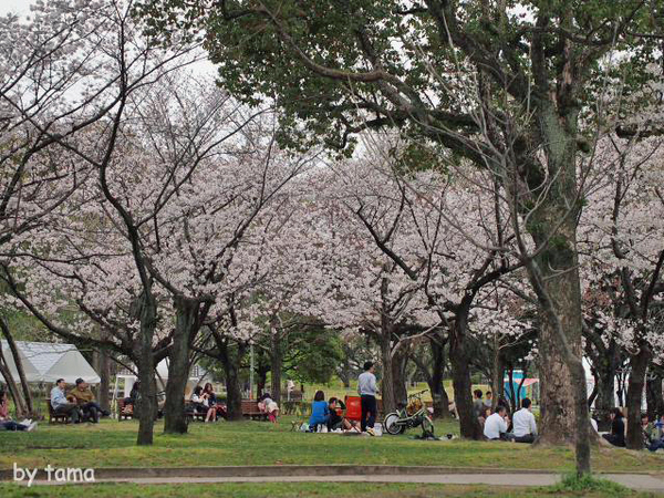 ちょっと様子を見に♪　駿府公園の桜　昨日今日