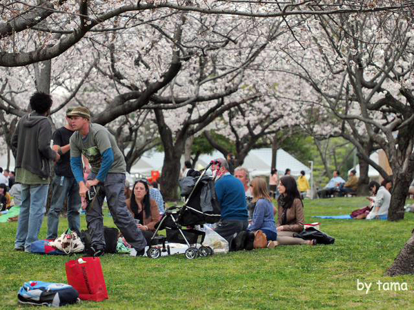 ちょっと様子を見に♪　駿府公園の桜　昨日今日