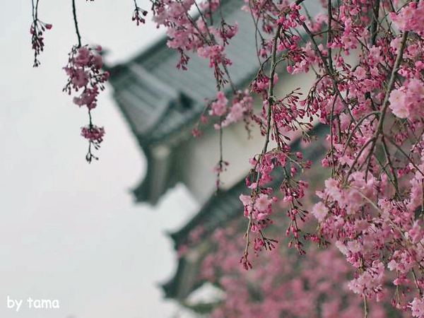 ちょっと様子を見に♪　駿府公園の桜　昨日今日