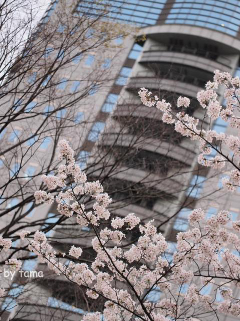 ちょっと様子を見に♪　駿府公園の桜　昨日今日