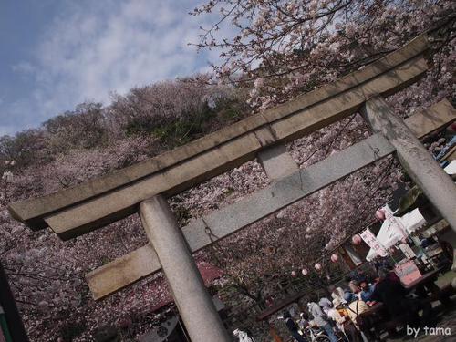 蒲原の御殿山 八坂神社の桜 蒲原の御殿山 八坂神社の桜