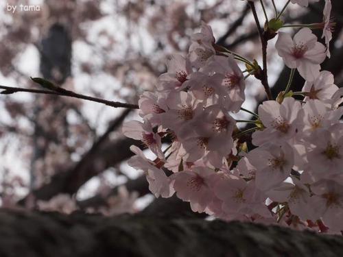 蒲原の御殿山 八坂神社の桜 蒲原の御殿山 八坂神社の桜