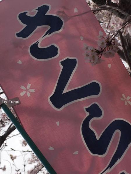 蒲原の御殿山 八坂神社の桜 蒲原の御殿山 八坂神社の桜