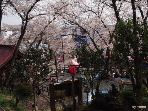 蒲原の御殿山 八坂神社の桜 蒲原の御殿山 八坂神社の桜