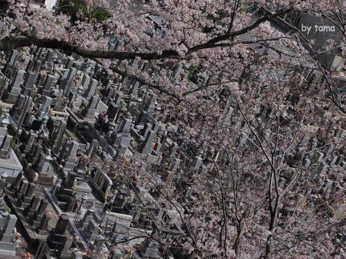 蒲原の御殿山 八坂神社の桜 蒲原の御殿山 八坂神社の桜