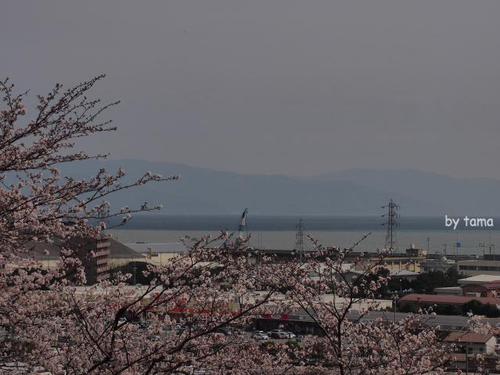 蒲原の御殿山 八坂神社の桜 蒲原の御殿山 八坂神社の桜