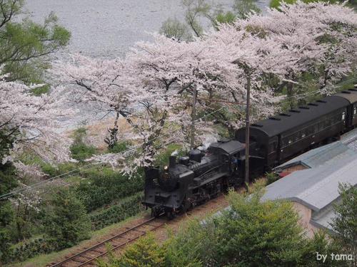 桜とＳＬ　大井川鉄道