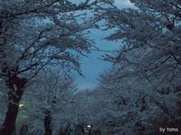 遺伝研桜並木　三島市国立遺伝学研究所