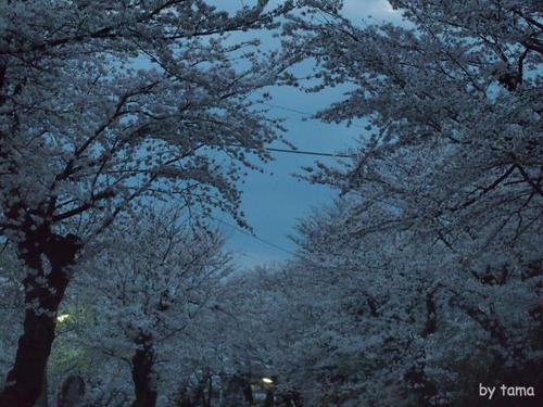 遺伝研桜並木 三島市国立遺伝学研究所 遺伝研桜並木 三島市国立遺伝学研究所