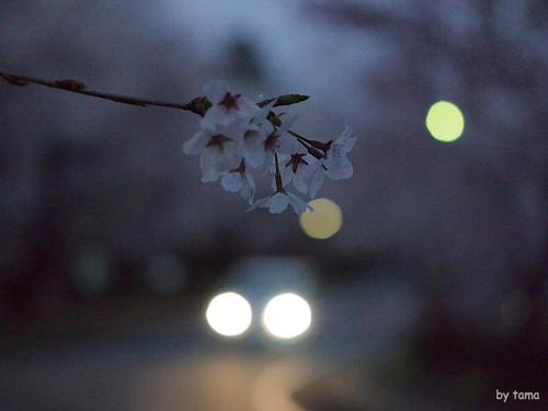 遺伝研桜並木 三島市国立遺伝学研究所 遺伝研桜並木 三島市国立遺伝学研究所