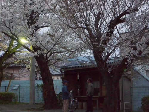 遺伝研桜並木 三島市国立遺伝学研究所 遺伝研桜並木 三島市国立遺伝学研究所