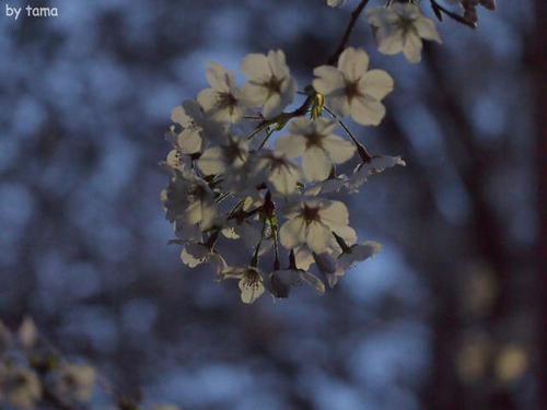 遺伝研桜並木 三島市国立遺伝学研究所 遺伝研桜並木 三島市国立遺伝学研究所