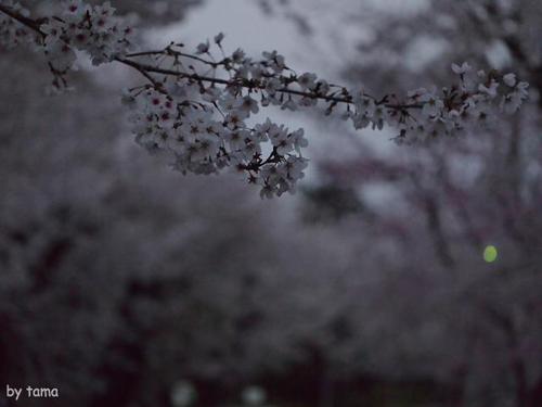 遺伝研桜並木 三島市国立遺伝学研究所 遺伝研桜並木 三島市国立遺伝学研究所