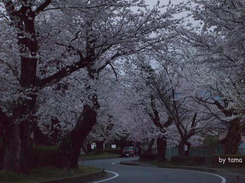 遺伝研桜並木 三島市国立遺伝学研究所 遺伝研桜並木 三島市国立遺伝学研究所