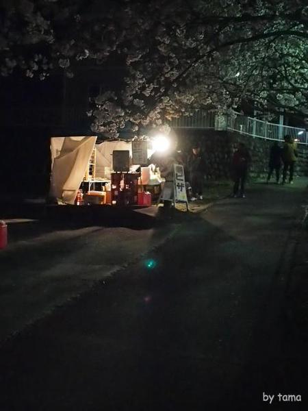 やっぱり行って来た!! ライトアップの蒲原御殿山の夜桜 やっぱり行って来た!! ライトアップの蒲原御殿山の夜桜