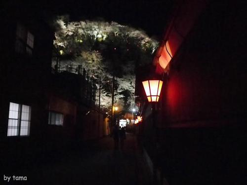 やっぱり行って来た!! ライトアップの蒲原御殿山の夜桜 やっぱり行って来た!! ライトアップの蒲原御殿山の夜桜