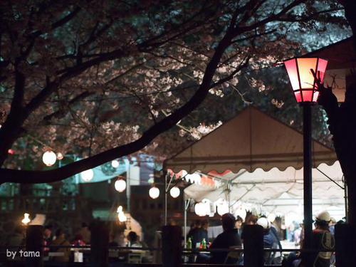 やっぱり行って来た！！　ライトアップの蒲原御殿山の夜桜