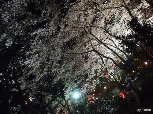 やっぱり行って来た！！　ライトアップの蒲原御殿山の夜桜