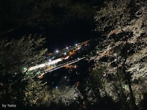 やっぱり行って来た！！　ライトアップの蒲原御殿山の夜桜