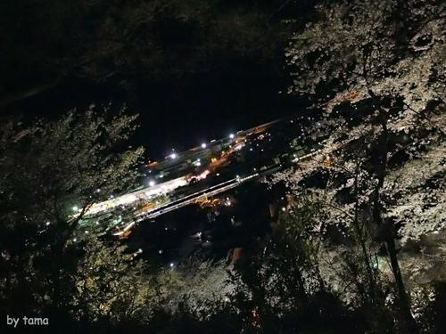 やっぱり行って来た!! ライトアップの蒲原御殿山の夜桜 やっぱり行って来た!! ライトアップの蒲原御殿山の夜桜