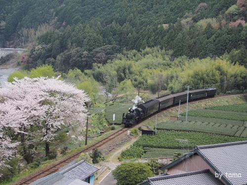 ジオラマみたい 桜とSLフォト&動画 大井川鉄道 NO2 ジオラマみたい 桜とSLフォト&動画 大井川鉄道 NO2