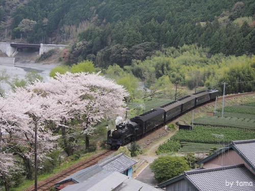 ジオラマみたい 桜とSLフォト&動画 大井川鉄道 NO2 ジオラマみたい 桜とSLフォト&動画 大井川鉄道 NO2