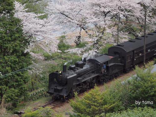 ジオラマみたい 桜とSLフォト&動画 大井川鉄道 NO2 ジオラマみたい 桜とSLフォト&動画 大井川鉄道 NO2