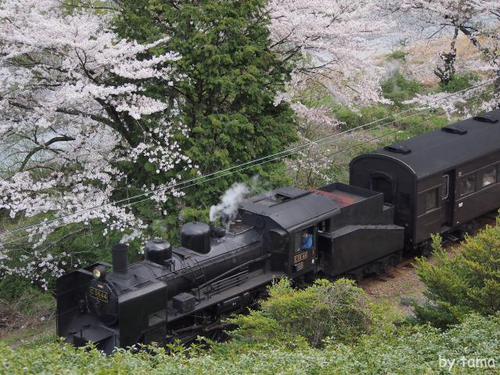 ジオラマみたい 桜とSLフォト&動画 大井川鉄道 NO2 ジオラマみたい 桜とSLフォト&動画 大井川鉄道 NO2