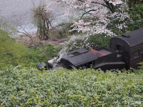 ジオラマみたい 桜とSLフォト&動画 大井川鉄道 NO2 ジオラマみたい 桜とSLフォト&動画 大井川鉄道 NO2