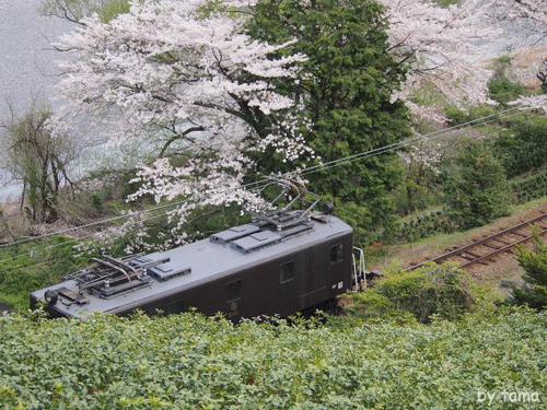 ジオラマみたい 桜とSLフォト&動画 大井川鉄道 NO2 ジオラマみたい 桜とSLフォト&動画 大井川鉄道 NO2