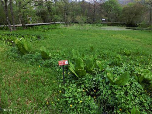 自然の中をお散歩♪ 箱根湿生花園 自然の中をお散歩♪ 箱根湿生花園