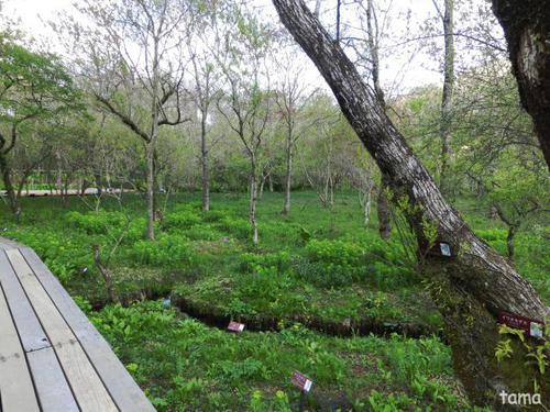 自然の中をお散歩♪ 箱根湿生花園 自然の中をお散歩♪ 箱根湿生花園