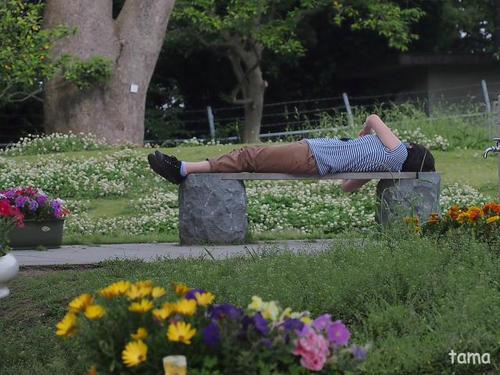 人間も・・・・・・ Zzzzzzz 江ノ島 サムエル・コッキング苑 人間も・・・・・・ Zzzzzzz 江ノ島 サムエル・コッキング苑