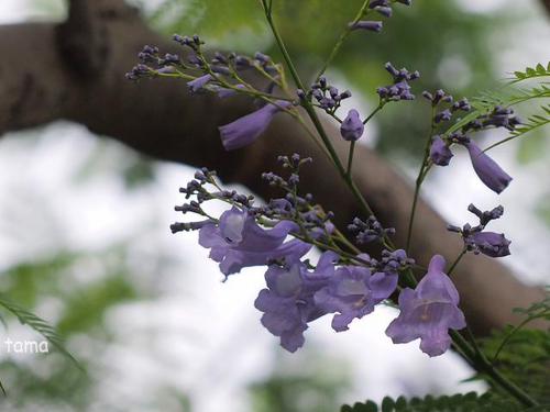 ジャカランダ♪ 熱帯の美しい紫の花の木 ジャカランダ♪ 熱帯の美しい紫の花の木