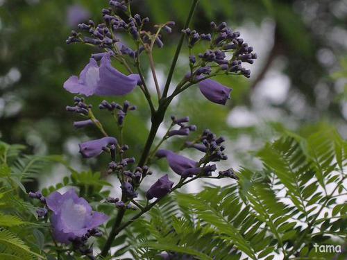ジャカランダ♪ 熱帯の美しい紫の花の木 ジャカランダ♪ 熱帯の美しい紫の花の木