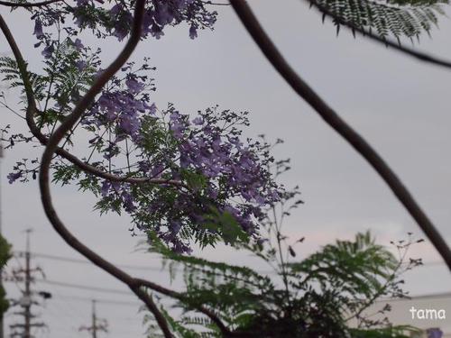 ジャカランダ♪ 熱帯の美しい紫の花の木 ジャカランダ♪ 熱帯の美しい紫の花の木