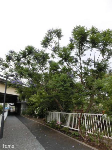 ジャカランダ♪ 熱帯の美しい紫の花の木 ジャカランダ♪ 熱帯の美しい紫の花の木