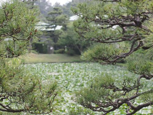 横浜三渓園 NO1 横浜三渓園 NO1