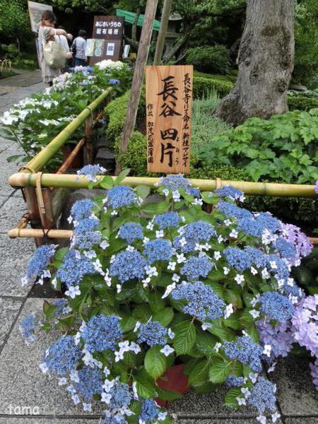 いざ鎌倉長谷寺へ♪ あじさいの小路 いざ鎌倉長谷寺へ♪ あじさいの小路