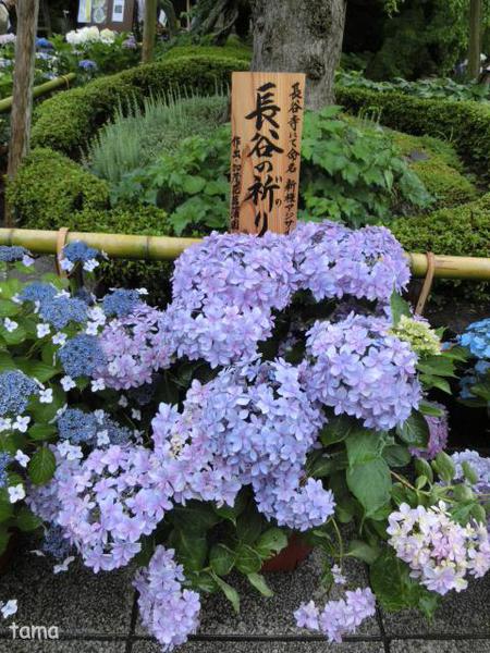 いざ鎌倉長谷寺へ♪ あじさいの小路 いざ鎌倉長谷寺へ♪ あじさいの小路