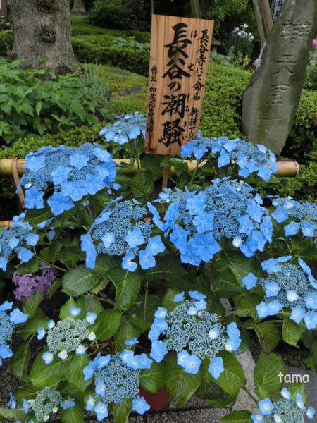 いざ鎌倉長谷寺へ♪ あじさいの小路 いざ鎌倉長谷寺へ♪ あじさいの小路