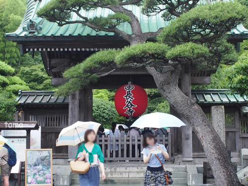 いざ鎌倉長谷寺へ♪ あじさいの小路 いざ鎌倉長谷寺へ♪ あじさいの小路
