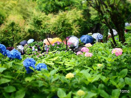 いざ鎌倉長谷寺へ♪ あじさいの小路 いざ鎌倉長谷寺へ♪ あじさいの小路