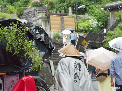 成就院　参道の紫陽花